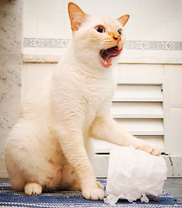 как вылечить понос у кошки