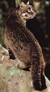 кошка иримото