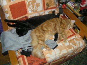 шумные кошки