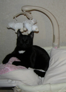 кот ревнует к ребенку