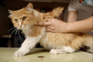 кошки мутанты фото