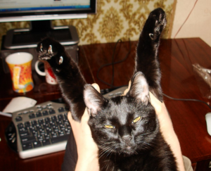 приучить взрослого кота к лотку