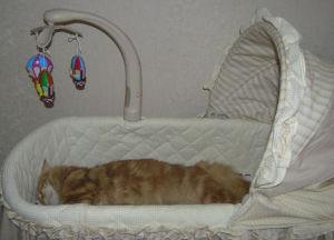 ребенок и кошка в доме