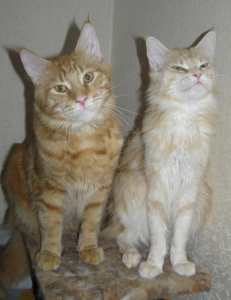 Джусик и Обаяси