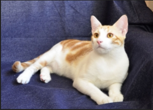 порода кошек анатолийская