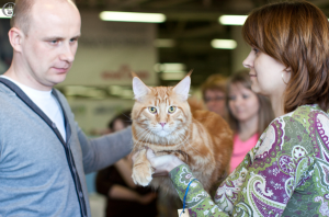 подготовка мейн куна к выставке