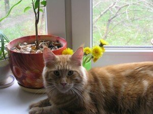 рыжий мейн кун