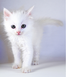 кошка потерялась