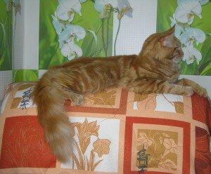 рыжий мейн кун