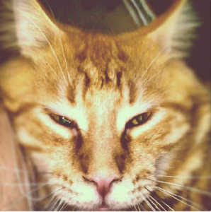 рыжий мейн кун