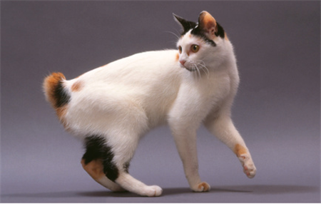 японский бобтейл японский бобтейл