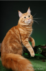 рыжий мейн-кун