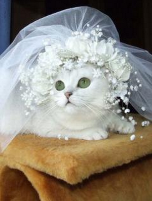 кошки-невесты кошки-невесты