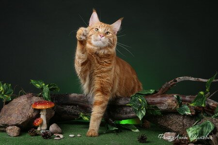 мейн кун фото рыжий мейн кун фото рыжий