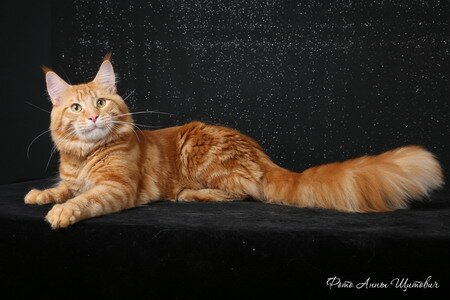 мейн кун фото рыжий мейн кун фото рыжий