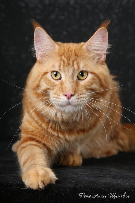 мейн кун фото рыжий мейн кун фото рыжий