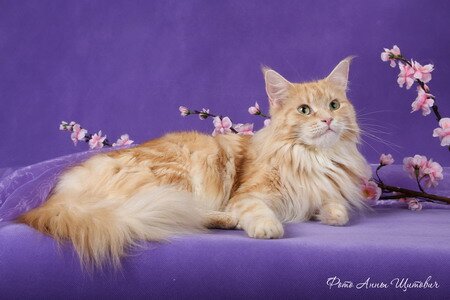 мейн кун фото рыжий мейн кун фото рыжий