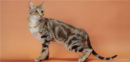 кошки соукок кошки соукок