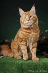 hcm у мейн кунов