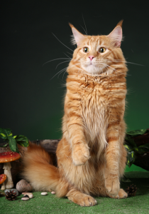 привычки мейн куна