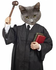 законы о кошках