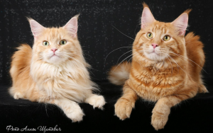 заразиться хламидиозом от кошки