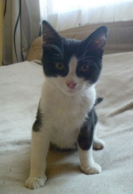 возьму котенка бесплатно москва возьму котенка бесплатно москва