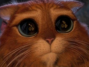 запор у кошки что делать?