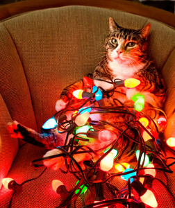 кошка гирлянда