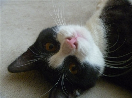 возьму котенка бесплатно москва возьму котенка бесплатно москва