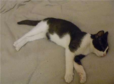 возьму котенка бесплатно москва возьму котенка бесплатно москва