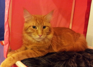 мейн кун на выставке