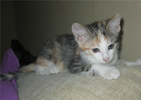 возьму котенка в дар москва возьму котенка в дар москва