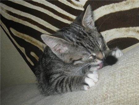 возьму котенка в дар москва возьму котенка в дар москва