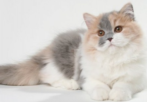 инфекционные болезни кошек