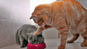 кот не дружит с кошкой