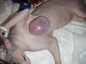 воспаление молочной железы у кошки воспаление молочной железы у кошки