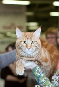 мейн кун на выставке кошек