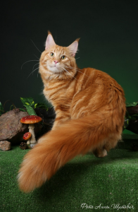 выставка кошек отзывы