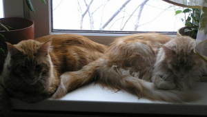 кошка убегает из дома