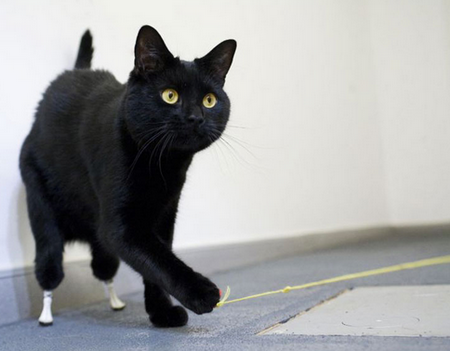 коты инвалиды коты инвалиды