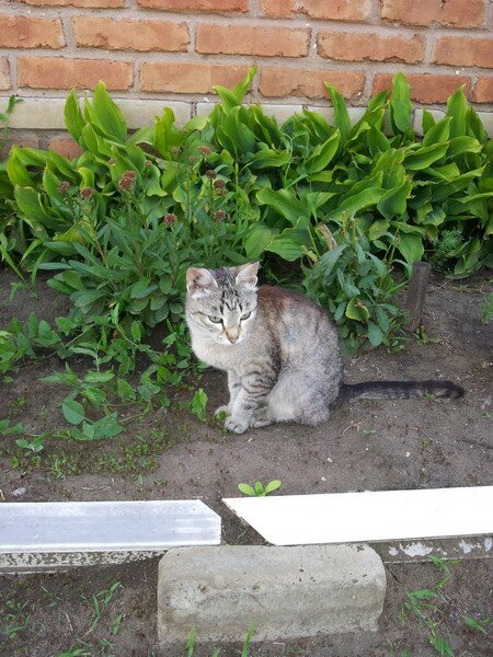 кошка на даче кошка на даче