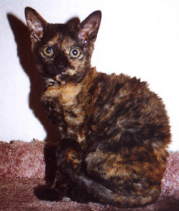 герман рекс