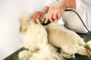 стрижка кошек