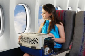 перевозка кошки в самолете