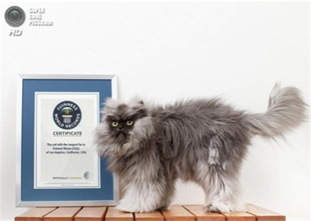 злой кот полковник мяу злой кот полковник мяу