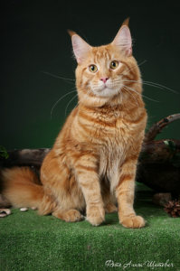 мейн кун на выставке