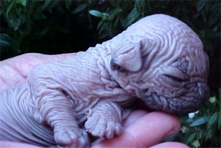 кохона или гавайская бесшерстная кохона или гавайская бесшерстная