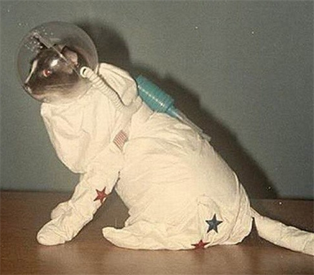 кот космонавт картинки кот космонавт картинки