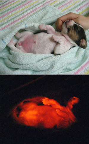 светящиеся животные светящиеся животные